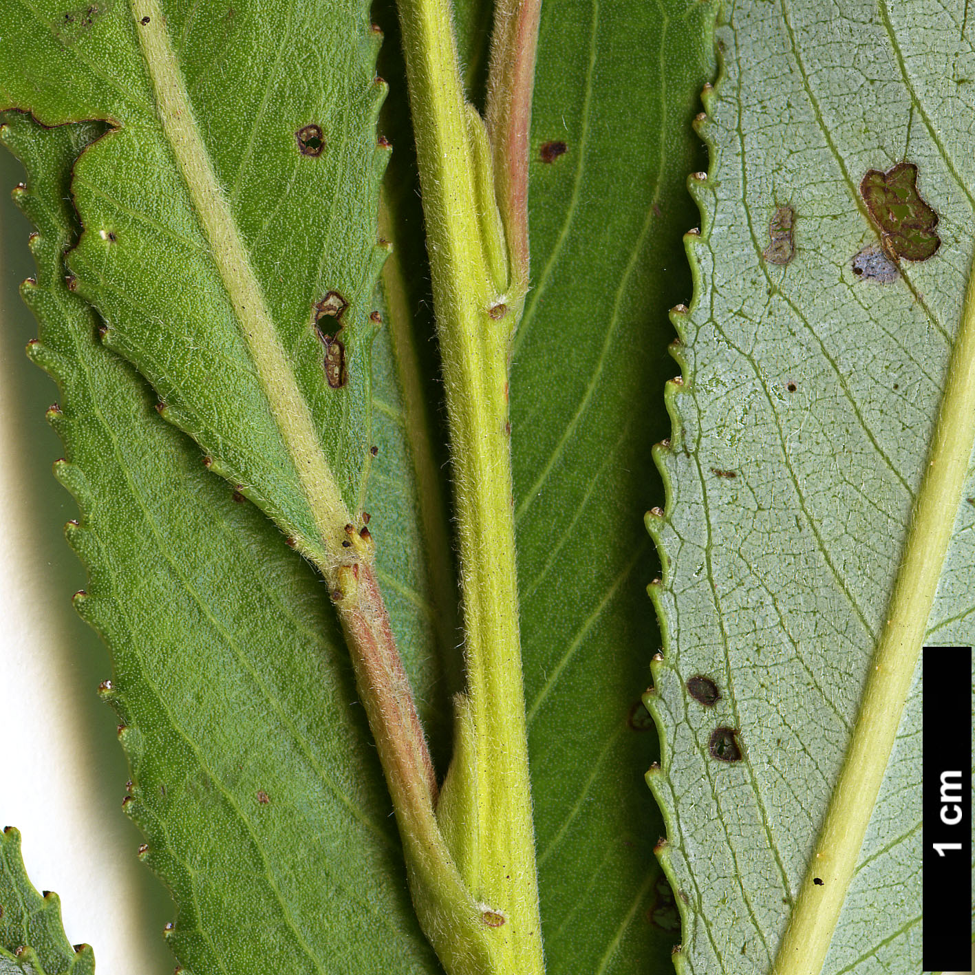 High resolution image: Family: Salicaceae - Genus: Salix - Taxon: ×fragilis - SpeciesSub: var. fragilis